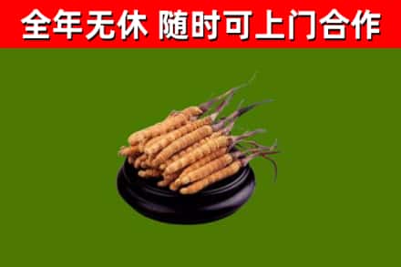 宜昌市回收冬虫夏草