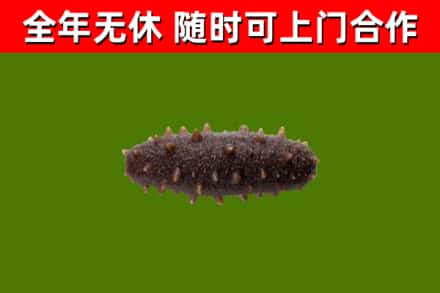 宜昌市回收海参干